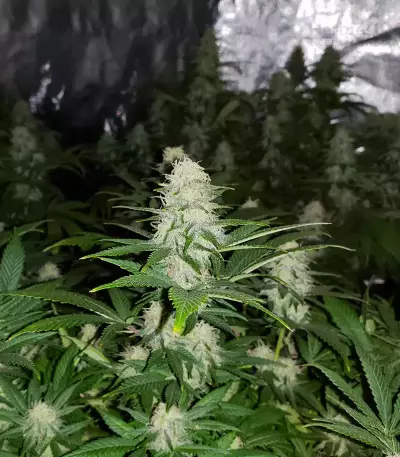 Wombat (BlimBurn Seeds) Cannabis-Samen