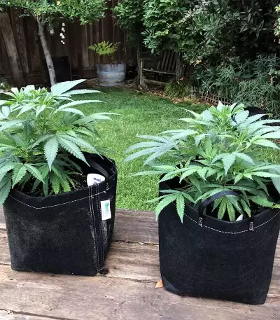 Z (Original Sensible Seeds) Cannabis-Samen