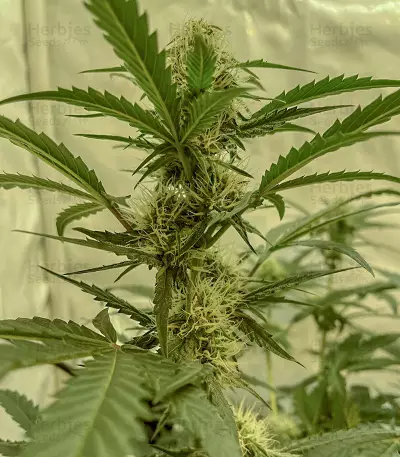 Watermelon Z Auto Samen feminisiert (Barney's Farm)