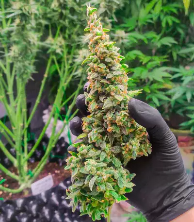 Wedding Cake Autoflower feminisierte Samen (EGS)