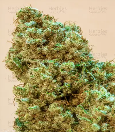 Princess Haze Regular (Brothers Grimm Seeds) Cannabis-Samen