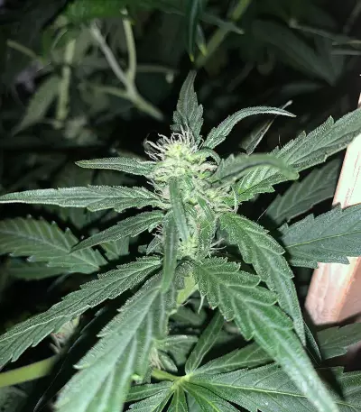 Amphetamine Auto (Cream of the Crop Seeds) Cannabis-Samen