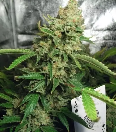 Special Queen #1 (RQS) Cannabis-Samen