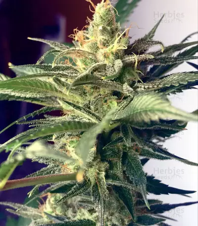 American Stafford (Kera Seeds) Cannabis-Samen