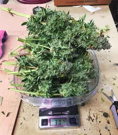 Jack-Matic Auto (Blackskull Seeds) Cannabis-Samen