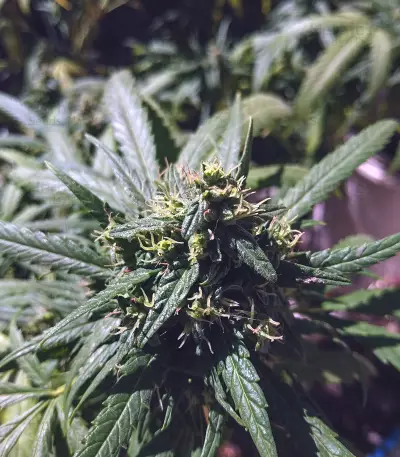 Californian Orange (Dutch Passion) Cannabis-Samen