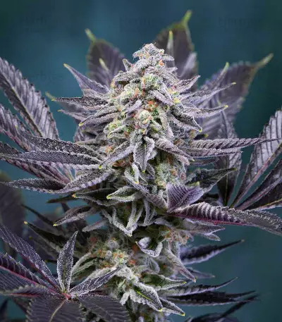 Deep Purple regular (TGA Subcool Seeds / SubCool’s The Dank) Cannabis-Samen