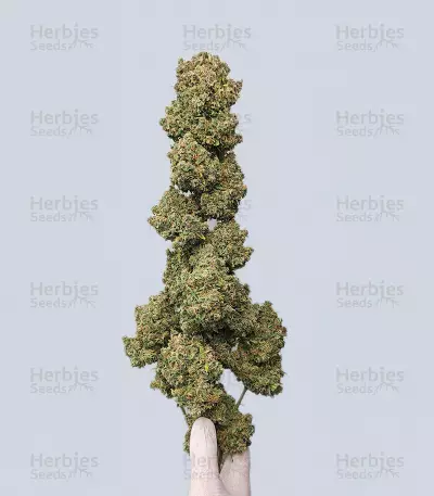 Guava Auto feminisierte Samen (Fast Buds)