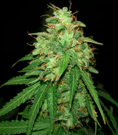 Girl Scout Cookies Auto (Original Sensible Seeds) Cannabis-Samen