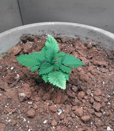 Gorilla (GG#4 Original Glue) (Expert Seeds) Cannabis-Samen