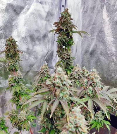 Grand Daddy Purp regular (Grand Daddy Purp) Cannabis-Samen