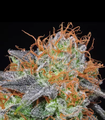 Grandaddy Banner (Big Head Seeds) Cannabis-Samen