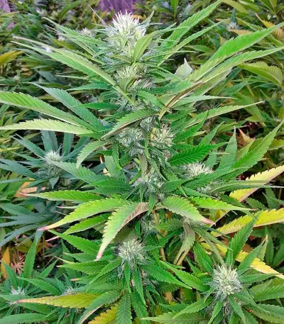 Green Crack (Humboldt Seeds Organization) Cannabis-Samen