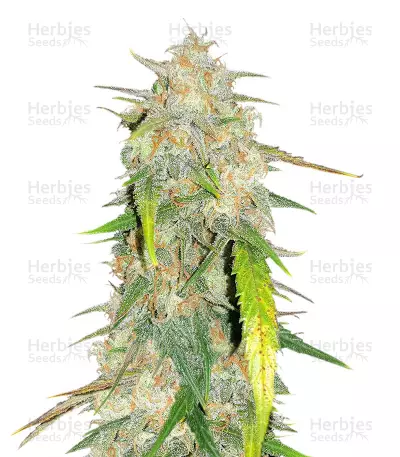 Julies Cookies (Big Head Seeds) Cannabis-Samen