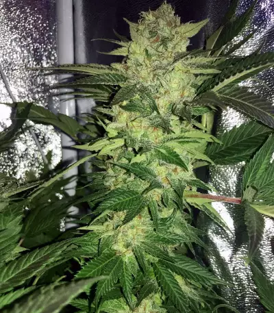 Master Kush (White Label) Cannabis-Samen