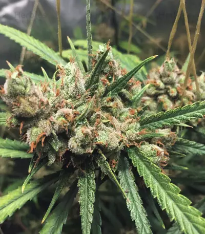 Northern Lights #5 X Haze (Sensi Seeds) Cannabis-Samen