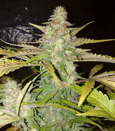 Northern Lights (White Label) Cannabis-Samen