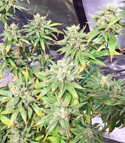 Pakistan Chitral Kush Standard (Ace Seeds) Cannabis-Samen
