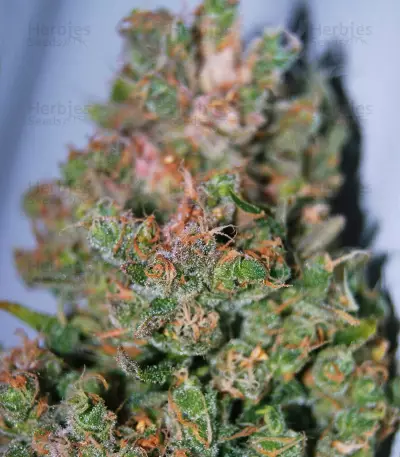 Pure Africa (Original Sensible Seeds) Cannabis-Samen