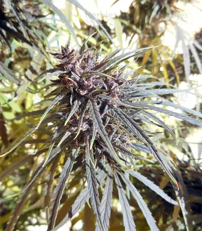 Purple Haze x Malawi Regular (Ace Seeds) Cannabis-Samen