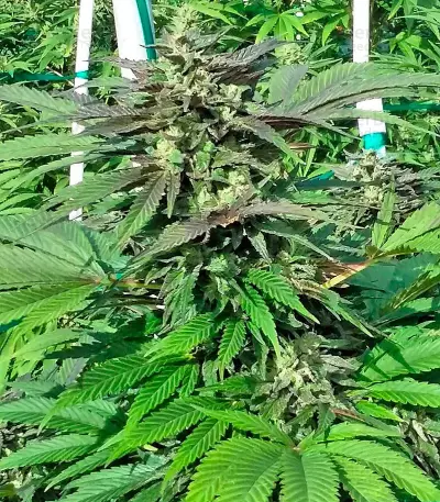 Sapphire OG (Humboldt Seeds Organization) Cannabis-Samen