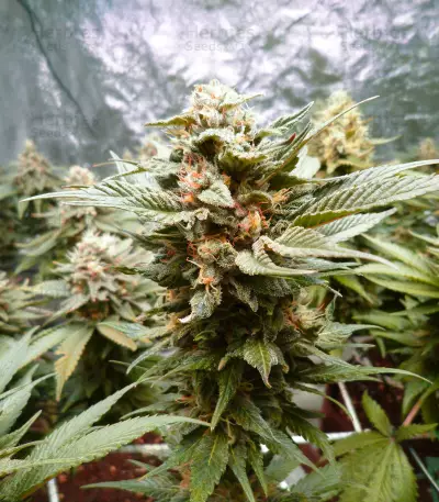 Sherbert Dab (Big Head Seeds) Cannabis-Samen