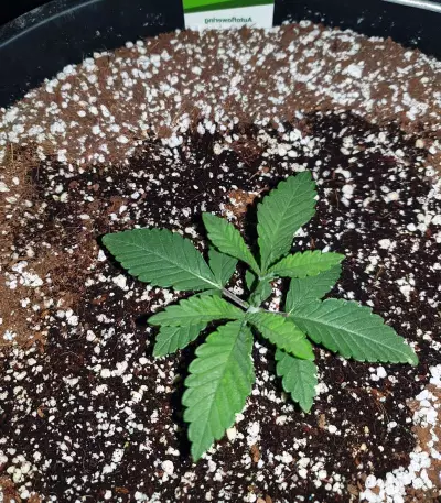 Sherbet Queen cannabis strain