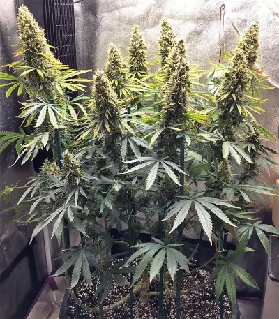 Thai Chi (Ace Seeds) Cannabis-Samen