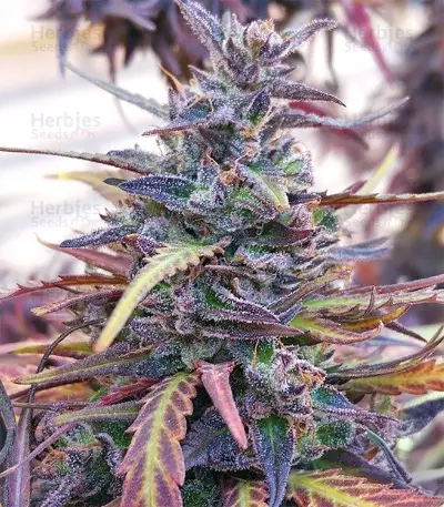 Thai Chi (Ace Seeds) Cannabis-Samen