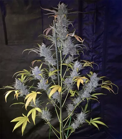 Wedding Cake Auto (Original Sensible Seeds) Cannabis-Samen
