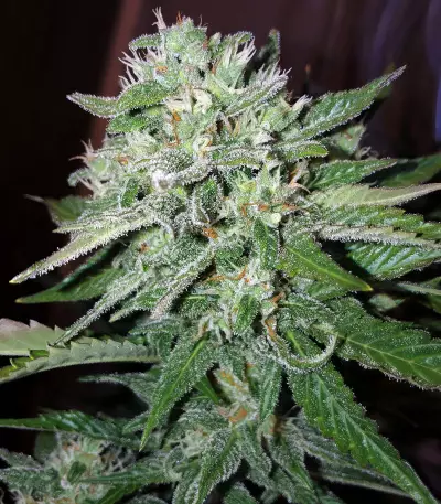 White Crystal Meth Auto strain