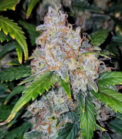 Z Auto (Original Sensible Seeds) Cannabis-Samen
