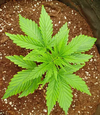 Blue Sunset Sherbert feminisierte Samen (Barney's Farm)