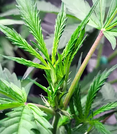 Bruce Banner Autoflower feminisierte Samen (Seedkeepers)