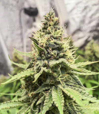 Critical Amnesia feminisierte Samen (AlphaFem Seeds)