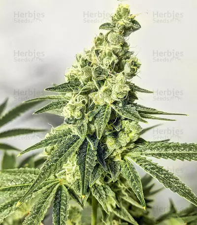 Dozy Cake feminisierte Samen (AlphaFem Seeds)