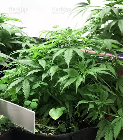 Gorilla x Lilly (Expert Seeds) Cannabis-Samen