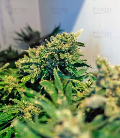 Jack Herer (GHS) Cannabis-Samen