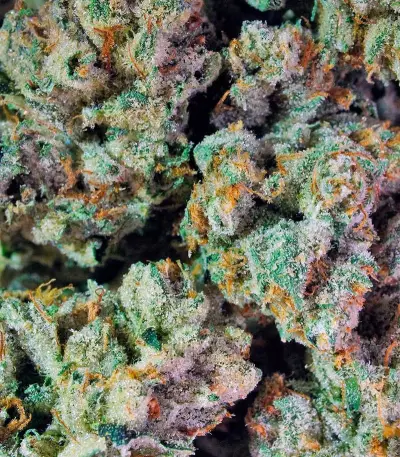 Pure Kush (GHS) Cannabis-Samen