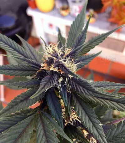 Purple Bud (White Label) Cannabis-Samen