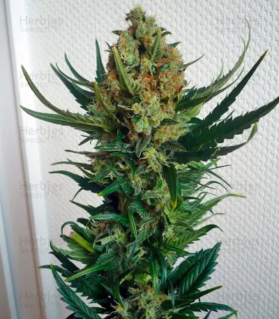 Sensi Star (Paradise Seeds) Cannabis-Samen