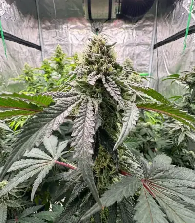 All The Sauces R1 (Ethos Genetics)
