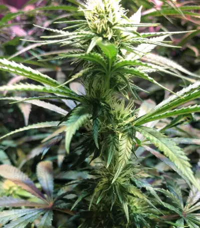 Blue Dream Feminized (Garden of Green)