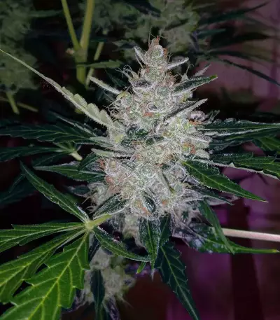 Blueberry Glue Auto (Expert Seeds) Cannabis-Samen