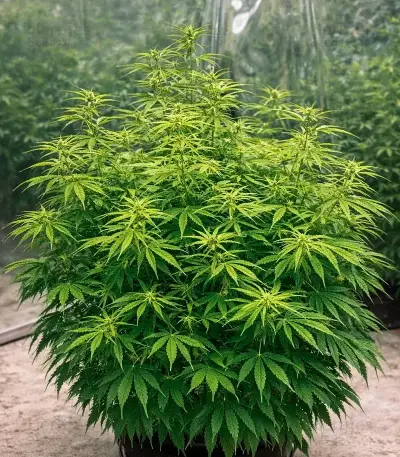 Green Monster Auto (Zambeza Seeds) Cannabis-Samen