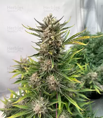 Humboldt Dream Autoflower feminisierte Samen (Humboldt Seed Company)