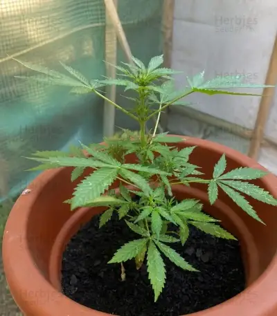 Quick One Auto (RQS) Cannabis-Samen