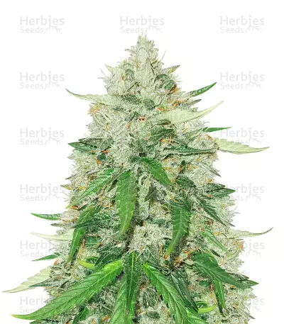 Royal Gorilla Automatic (RQS) Cannabis-Samen