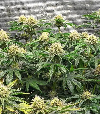 Section 781 Fast Flowering (Blimburn x Herbies)