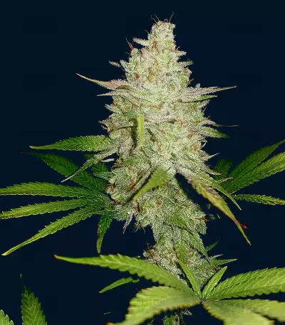 Shogun (RQS) Cannabis-Samen